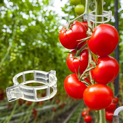Save Big on Dalzom 300Pcs Tomato Clips – Boost Plant Health & Garden Growth!
